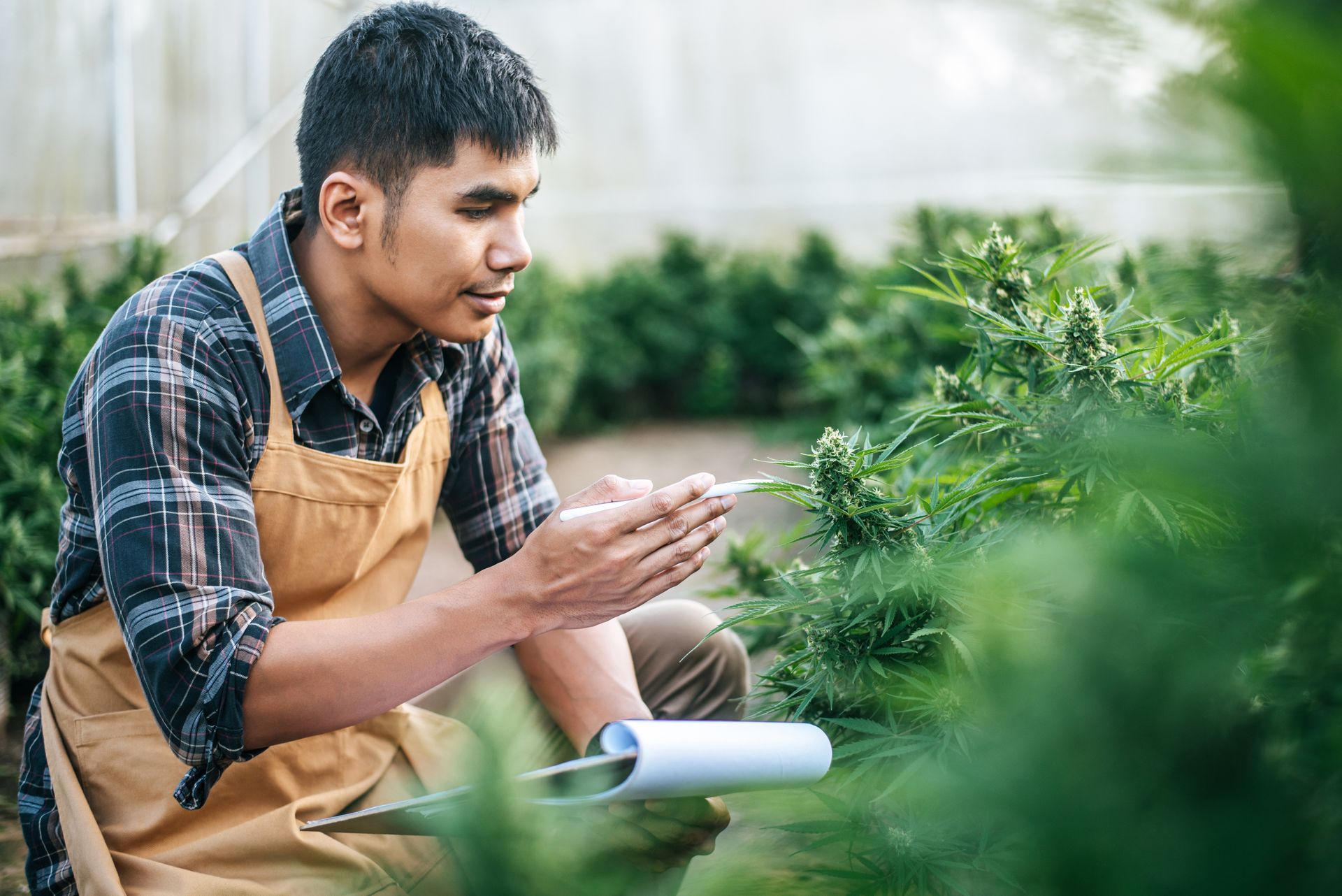 A cannabis farmer checks his thriving cannabis plant, he is impressed by The Effects of Sugar in Cannabis Cultivation