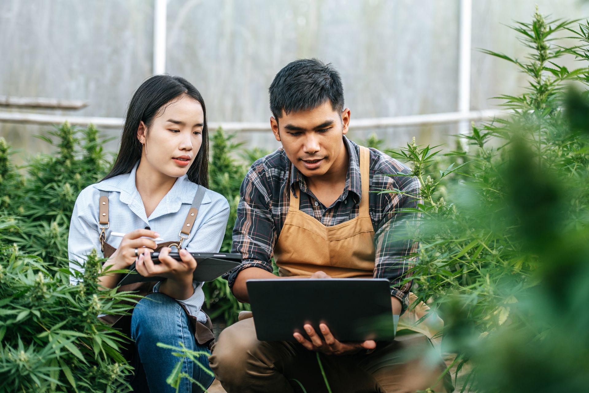 Two cannabis farmers examine their thriving cannabis plant, they are impressed by The Effects of Sugar in Cannabis Cultivation
