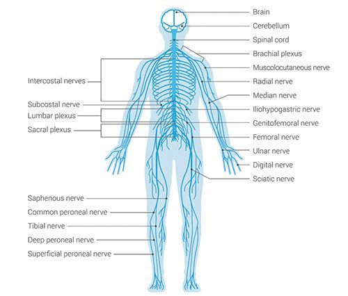 a diagram of the sympathetic and parasympathetic nervous system