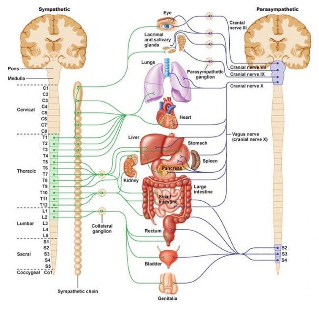 a diagram of the sympathetic and parasympathetic nervous system