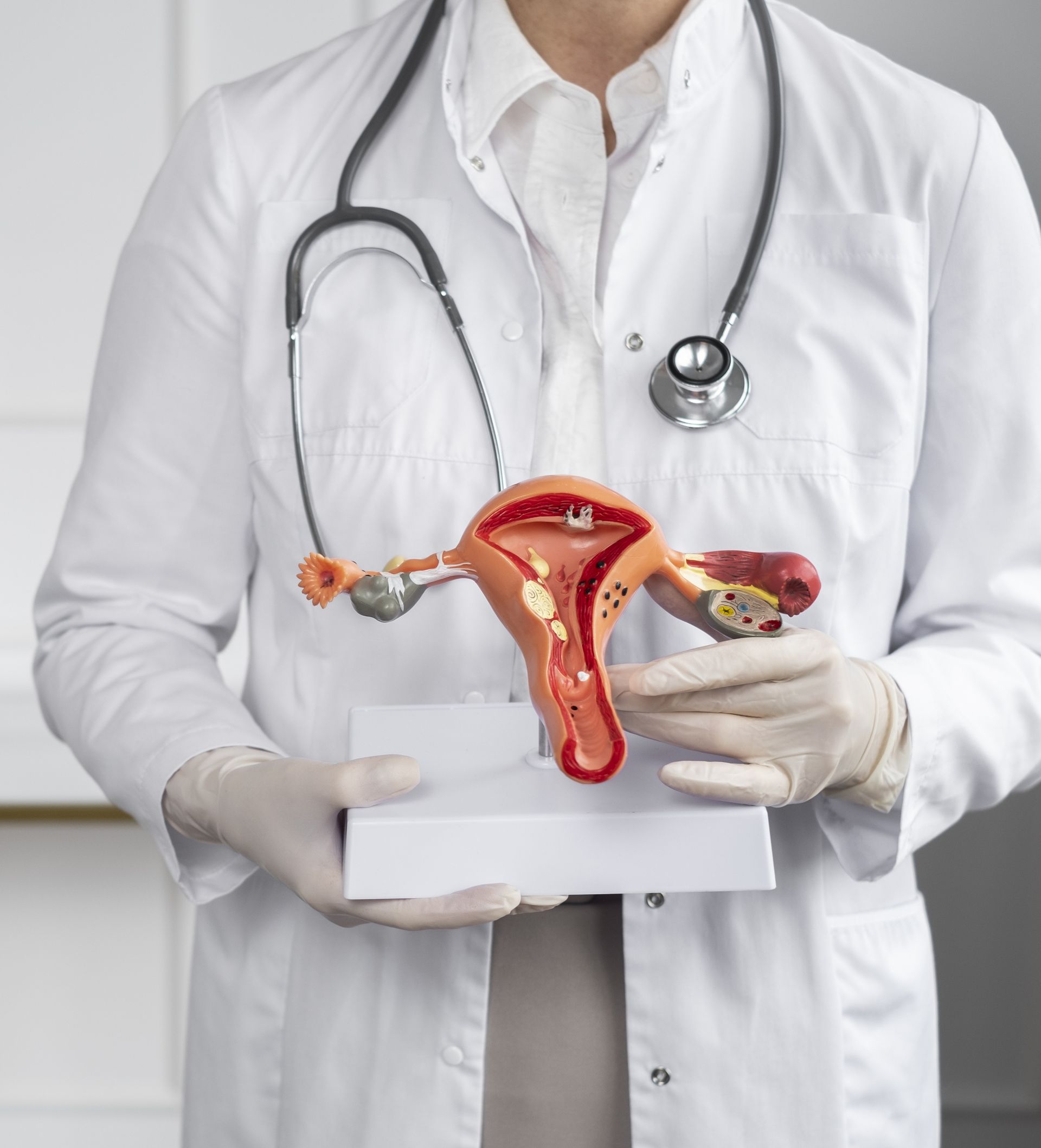 Doctor holding a model of a female reproductive system; wearing a lab coat and gloves.