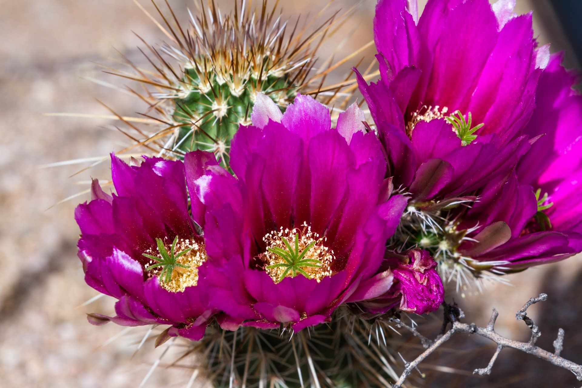 Bright desert cactus flowers representing remembrance, comfort, and memorial tribute