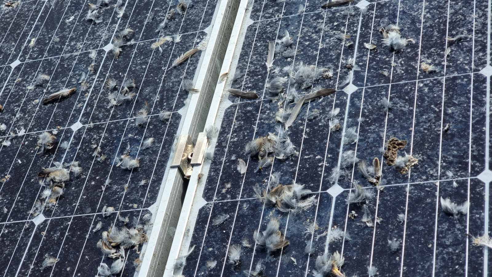 Jako zaprljani solarni paneli ptičjim izmetom i perjem na farmi muznih krava u Slavoniji