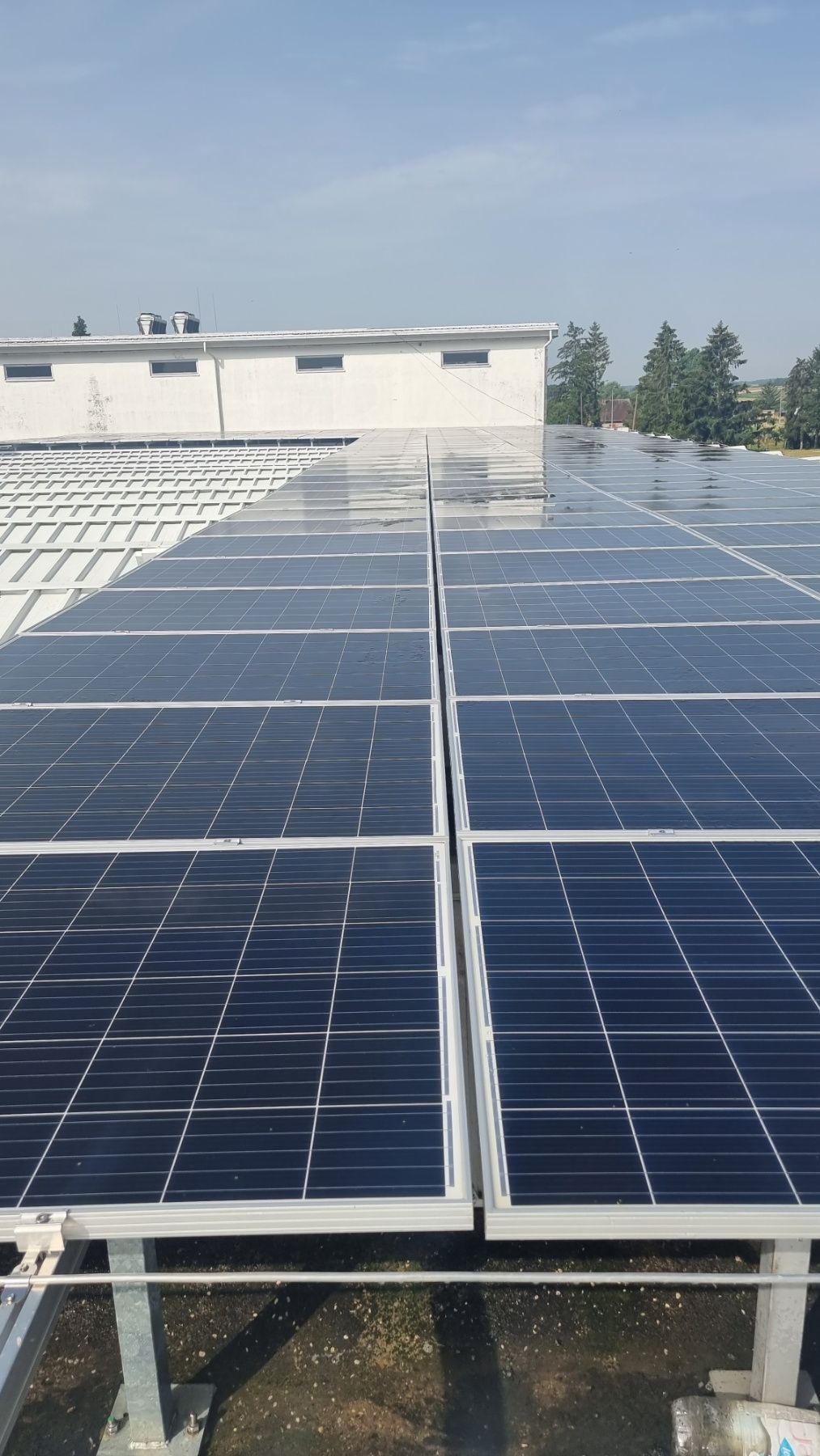Solarni paneli mliječne industrije nakon profesionalnog robotskog čišćenja