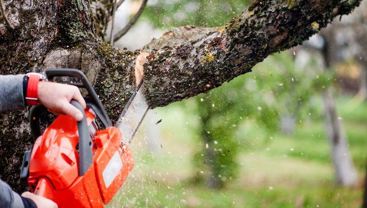 a tree service professional using a chainsaw to prune a tree in WNY