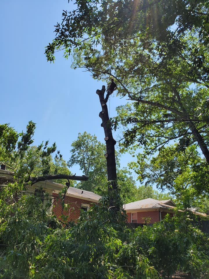 Backyard with tall tree, blue sky, and red-roofed houses behind dense green foliage