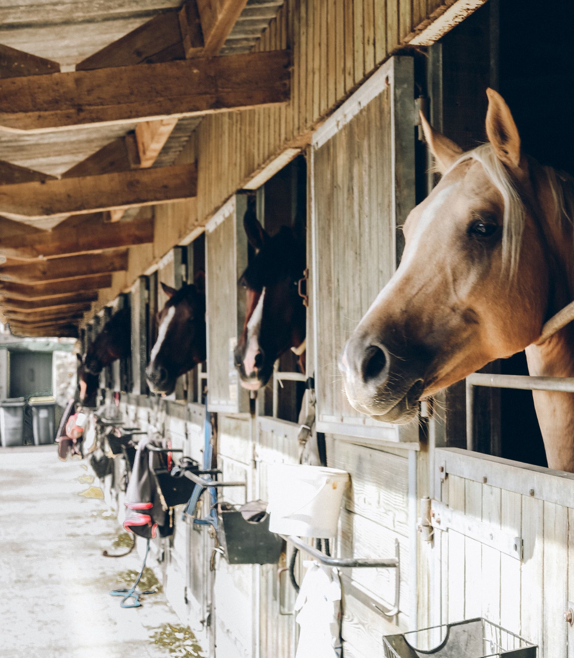 A row of horses looking out of their stalls