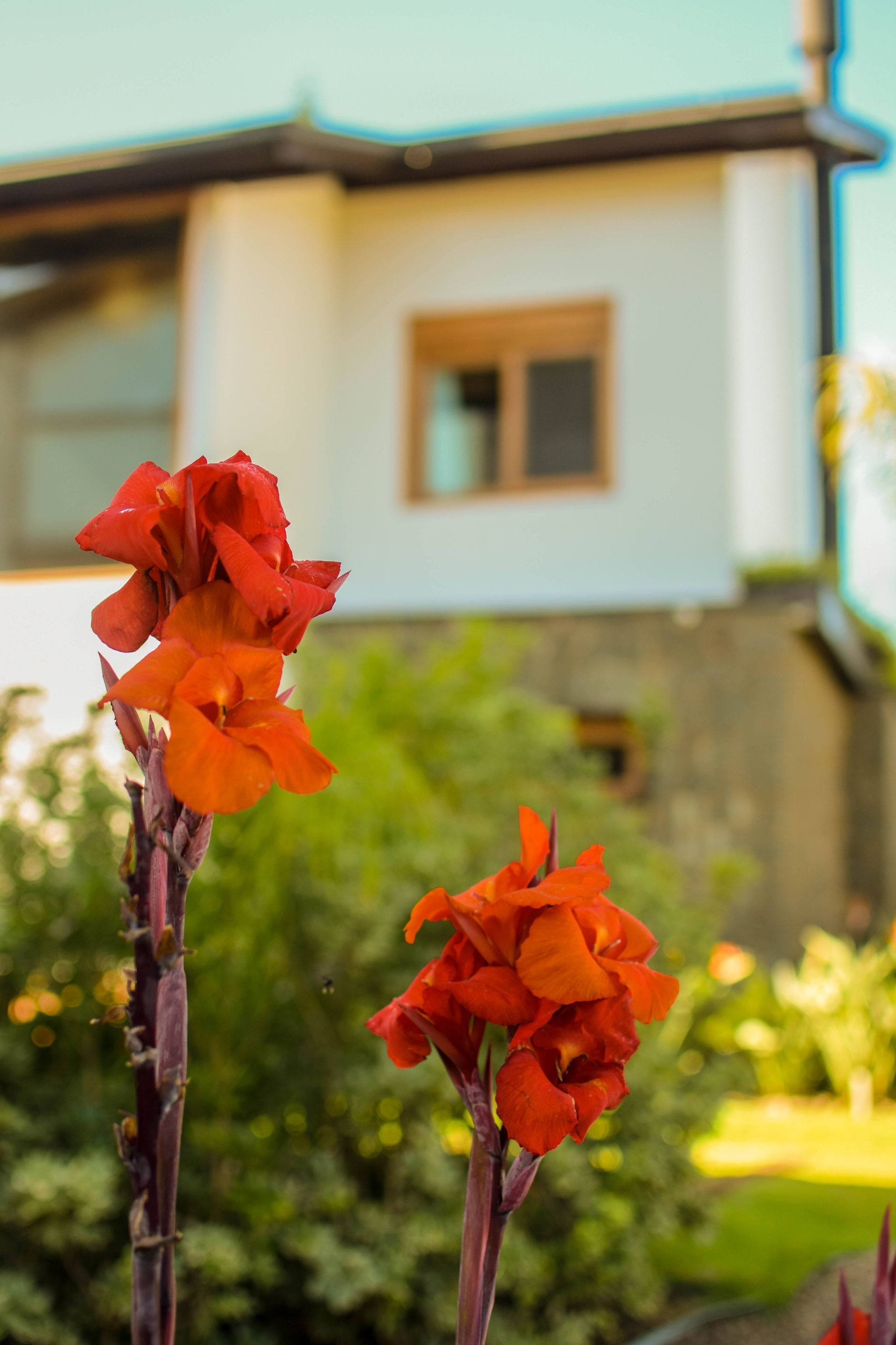 Flores vermelhas em um jardim ensolarado com uma casa desfocada ao fundo.