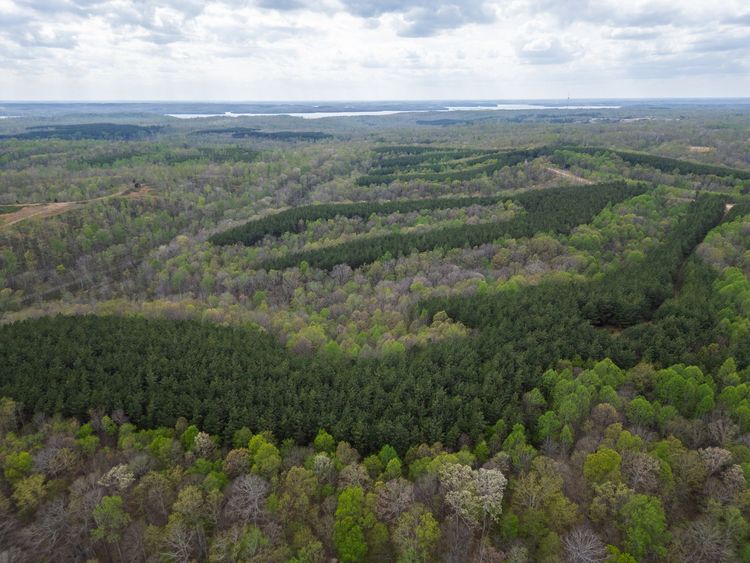 Aerial view of a forest with dense green and brown trees under a hazy sky