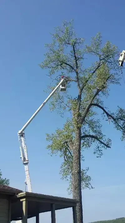 A Tree With A Crane And A Tree — Elmira, NY — Renko Tree Service A Tree With A Crane And A Tree — Elmira, NY — Renko Tree Service