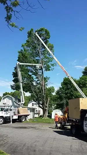 Residential Tree Service — Elmira, NY — Renko Tree Service Residential Tree Service — Elmira, NY — Renko Tree Service