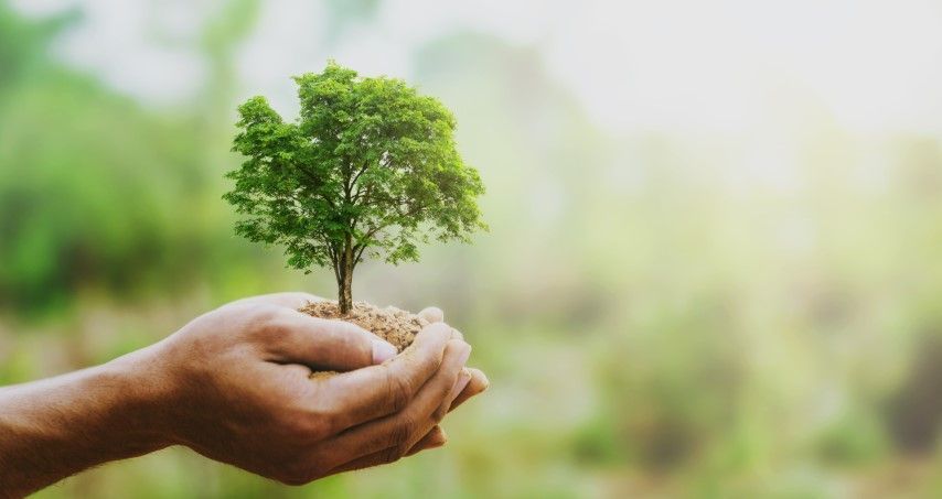 Hands holding a small green sapling with roots against a blurred outdoor background