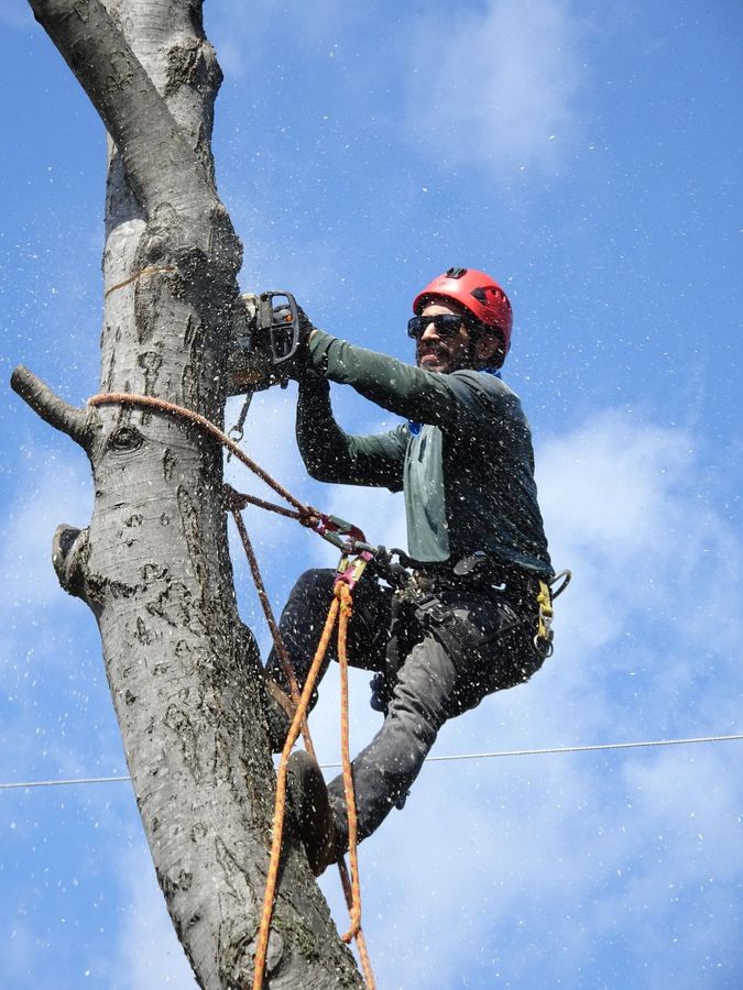 Tree worker in red helmet climbing and cutting branches with a chainsaw against a blue sky