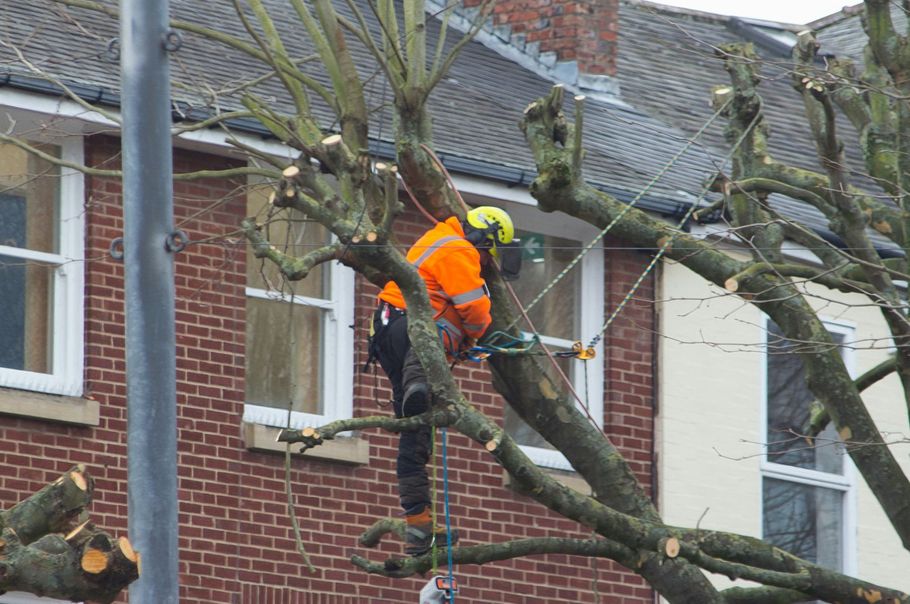 Worker in bright orange safety gear trimming a tree beside a brick house