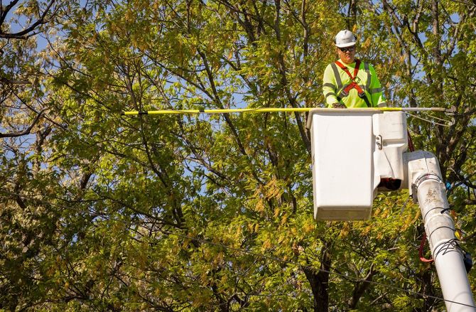 Utility worker in bucket truck trimming tree branches beside power lines