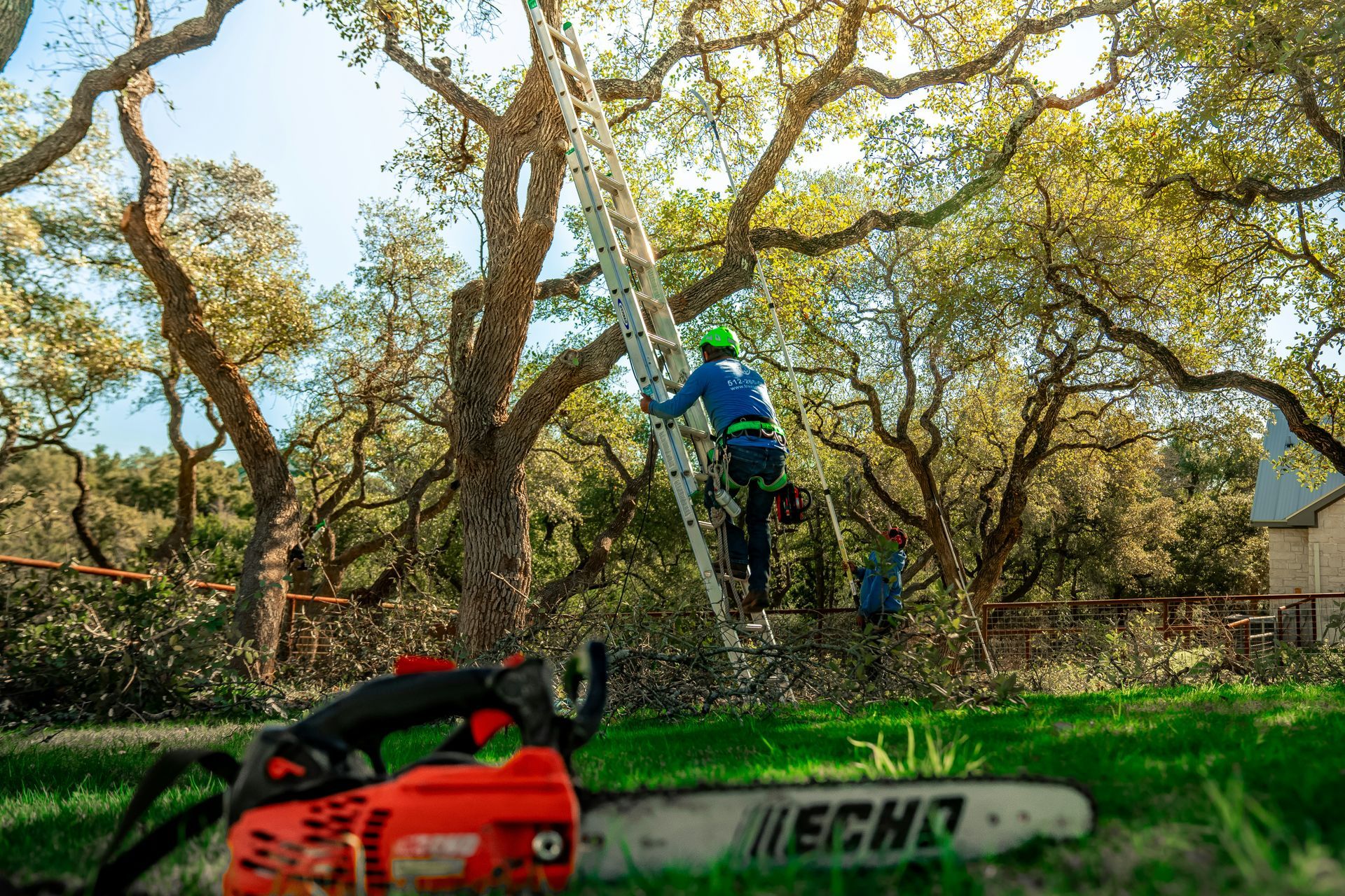 Two workers pruning trees in a sunny orchard, with a red chainsaw in the foreground.