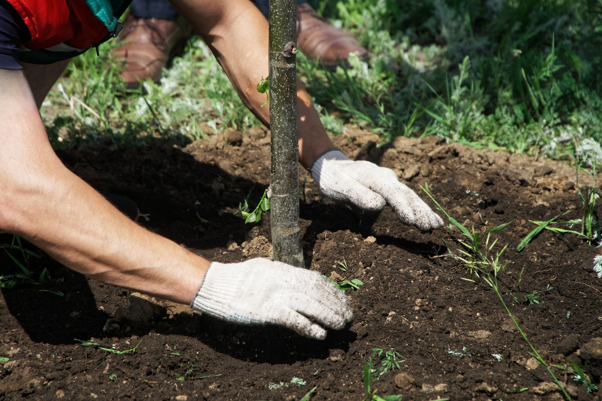 Person wearing gloves planting a small tree in dark soil outdoors.