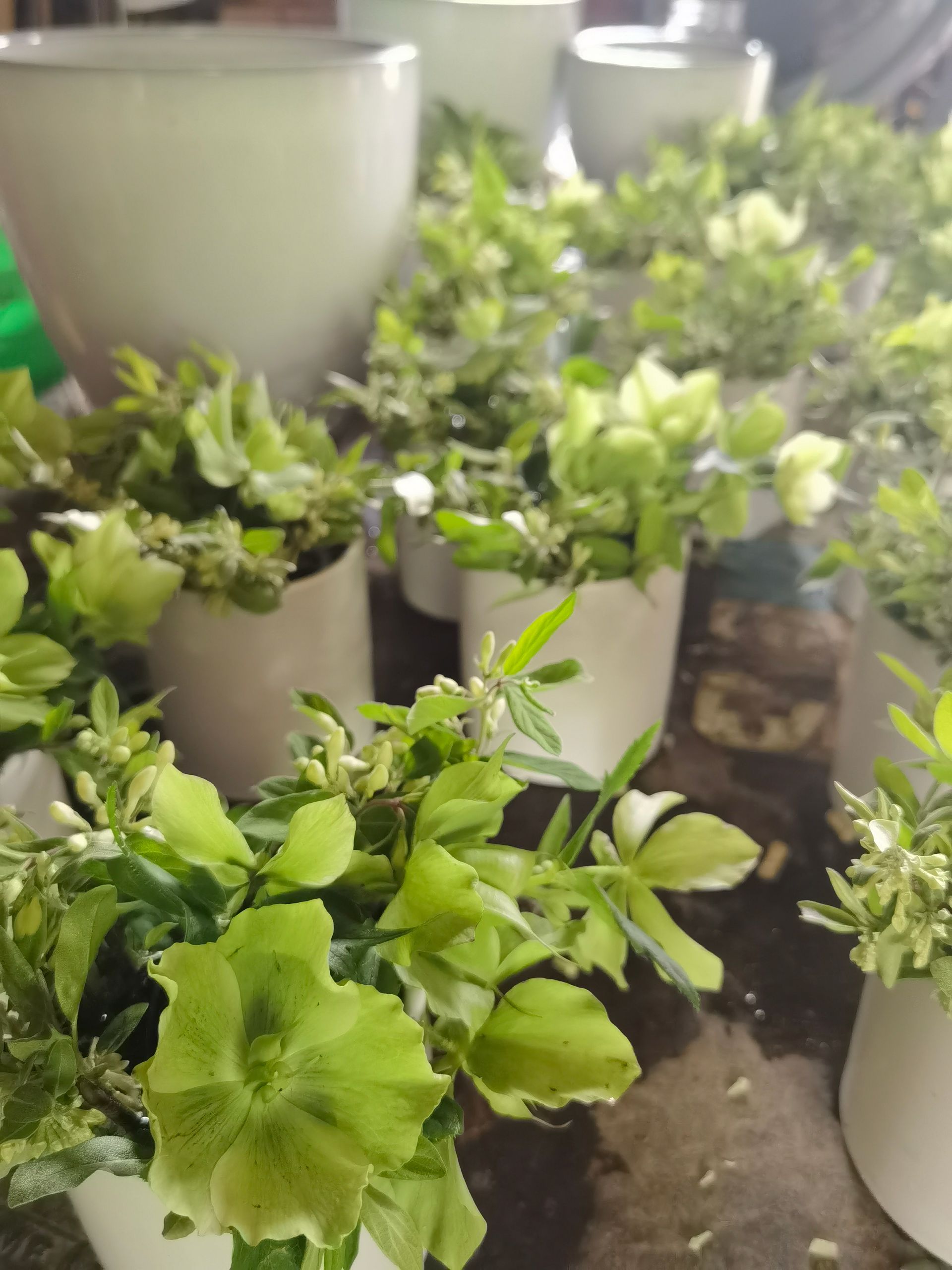 A bunch of potted plants are sitting on a table.