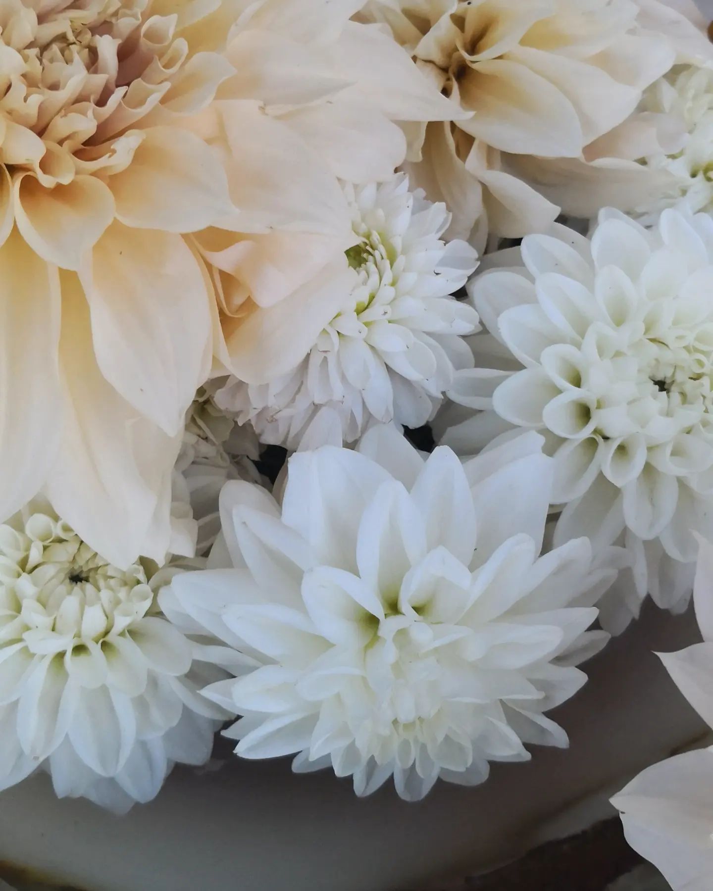 A close up of white flowers in a vase