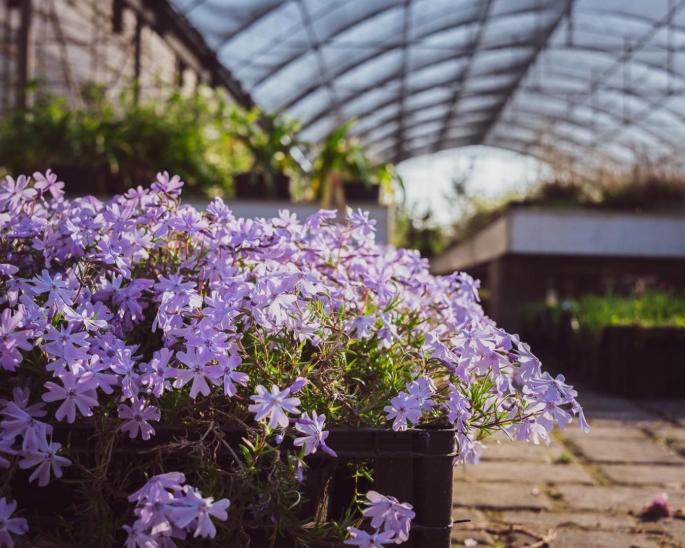 Fiori viola che sbocciano in una serra