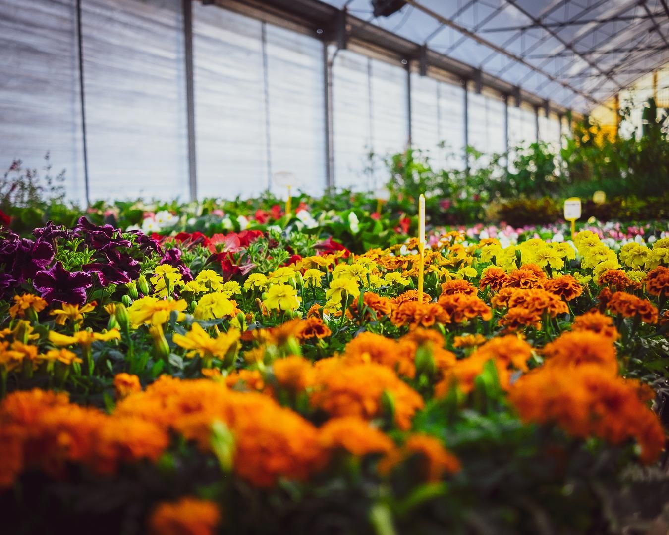 Fiori colorati sbocciano in una serra