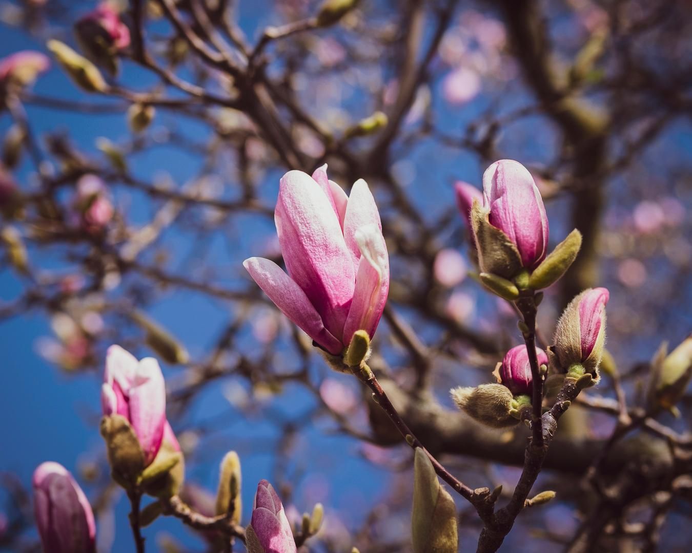 Fiori di magnolia rosa sui rami degli alberi