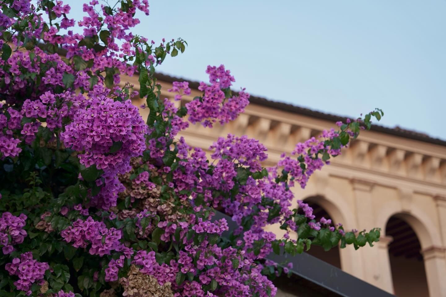 In primo piano fioriscono bouganville viola
