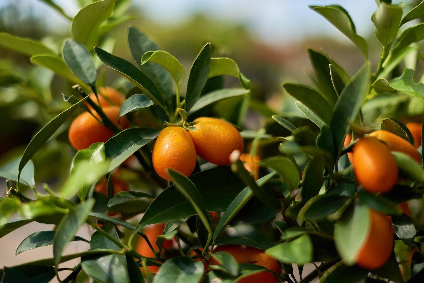 Kumquat