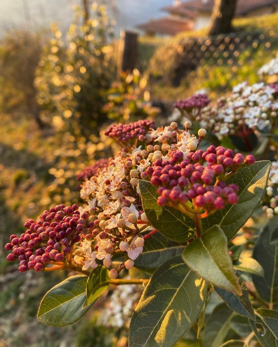 Boccioli di fiori rosa su un arbusto frondoso in un giardino soleggiato