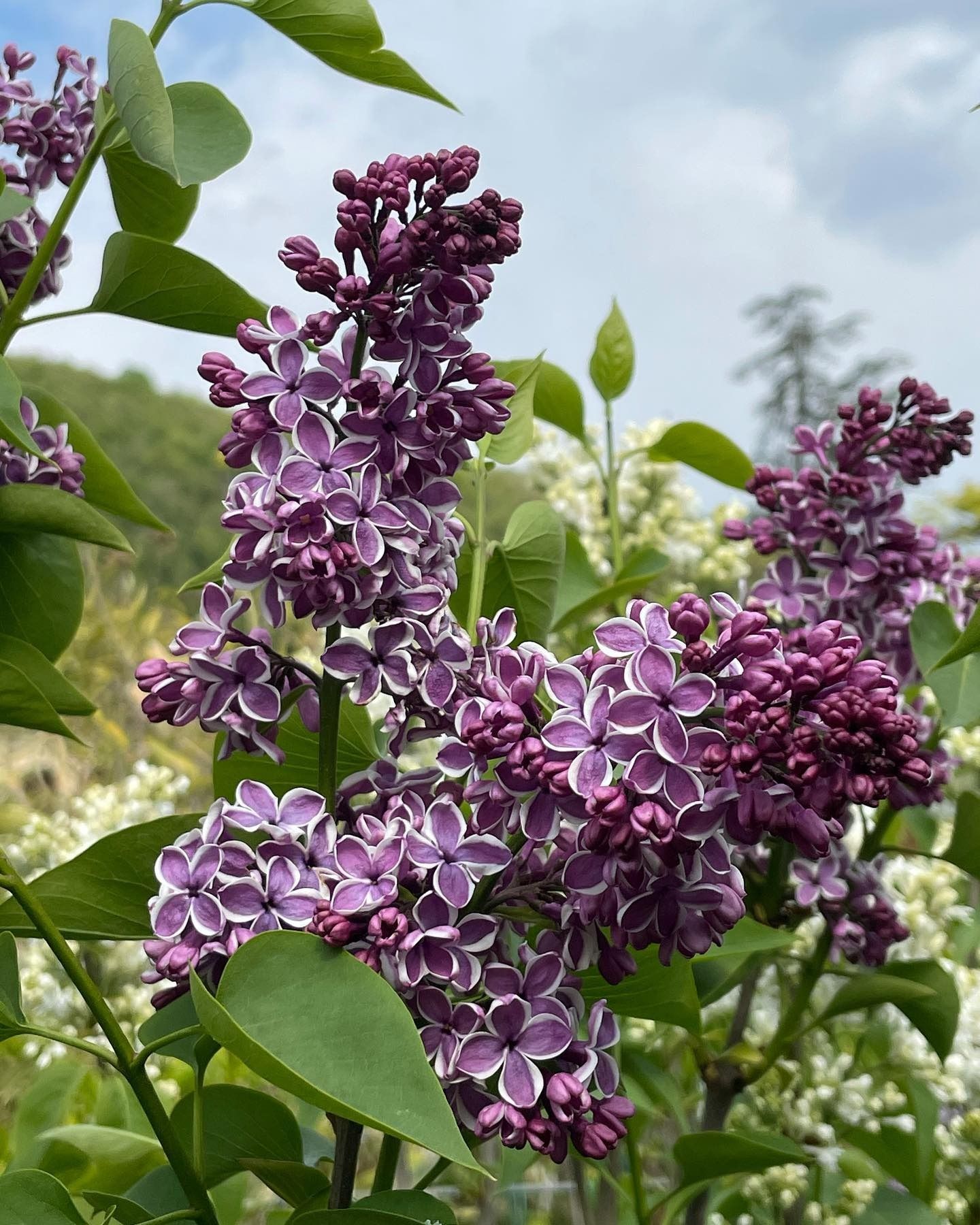 Fiori di lillà viola in piena fioritura
