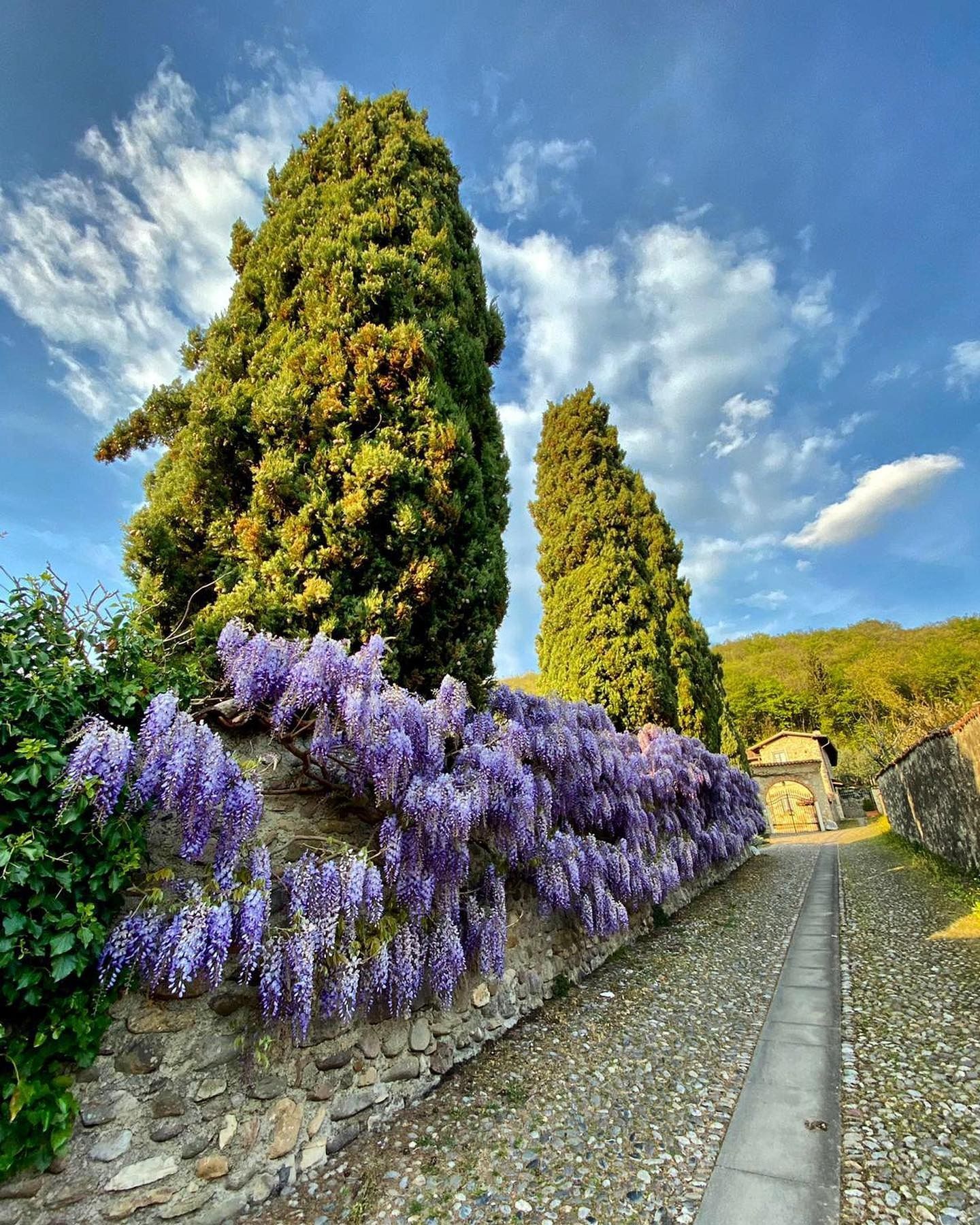 Sentiero in pietra nel giardino, accanto a fiori viola e alti cipressi verdi