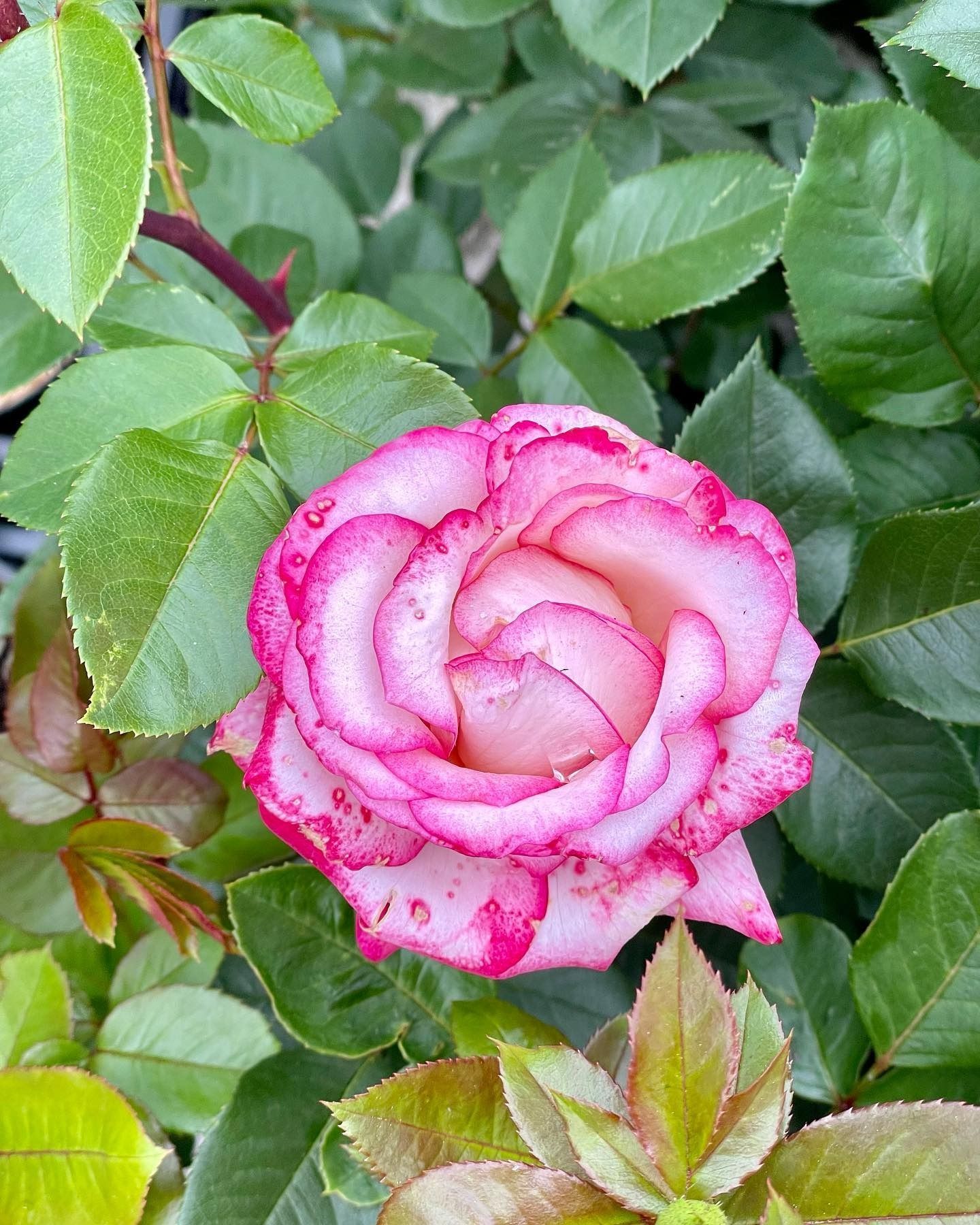 Una rosa rosa sboccia