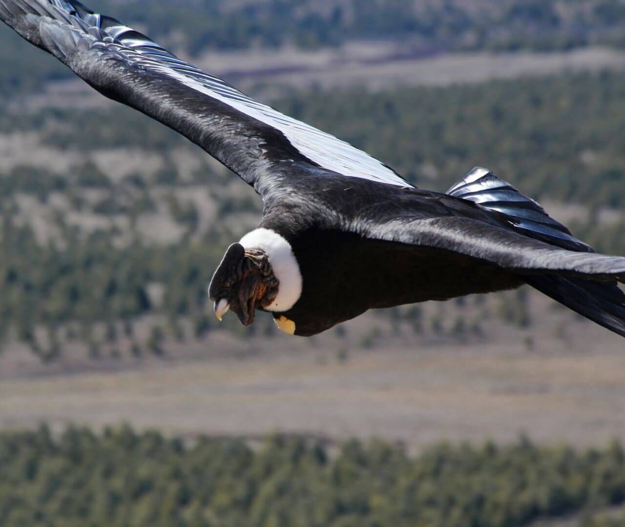California Condor | The Largest Bird North America