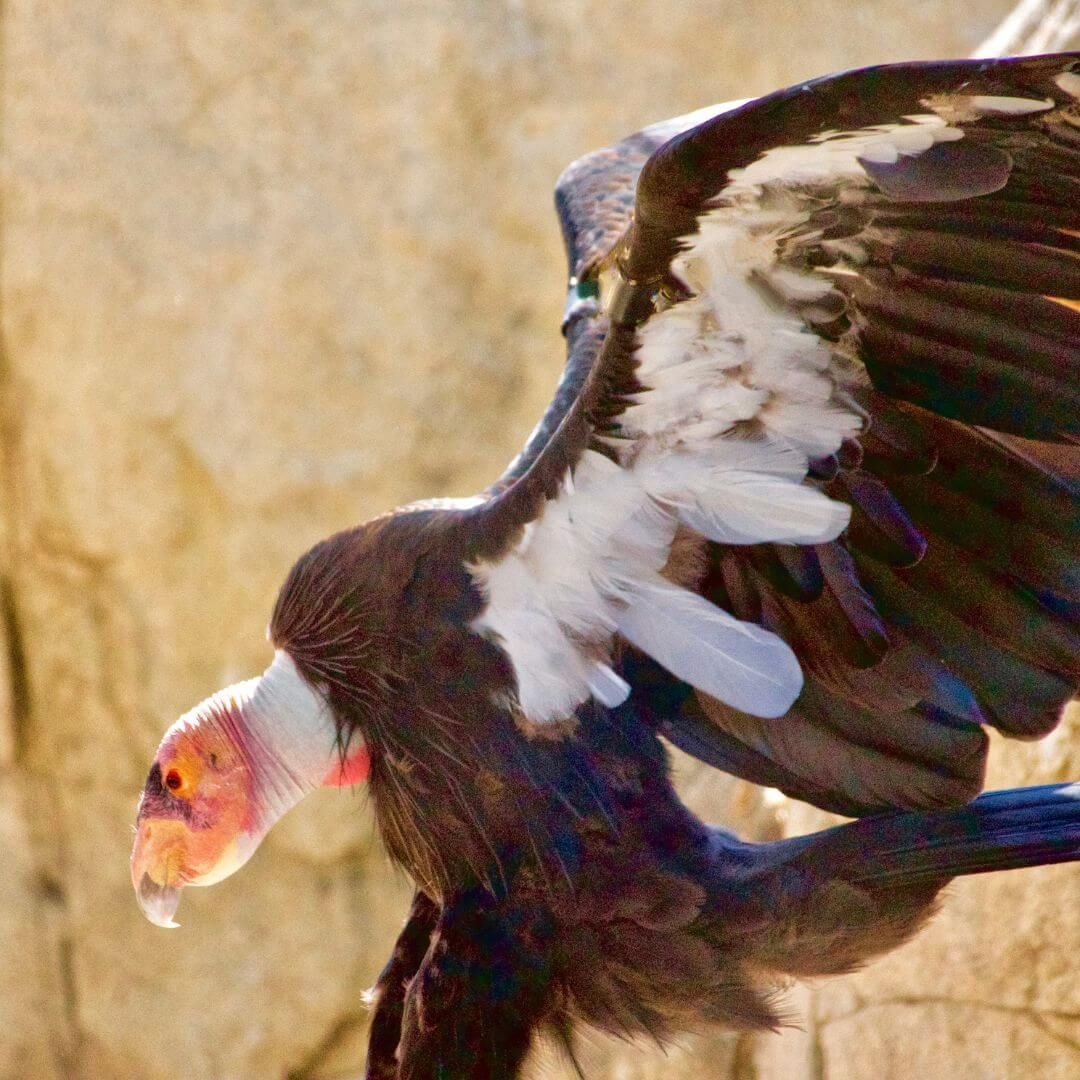 Condor Unit Bird Unit | Future Zoologist Academy