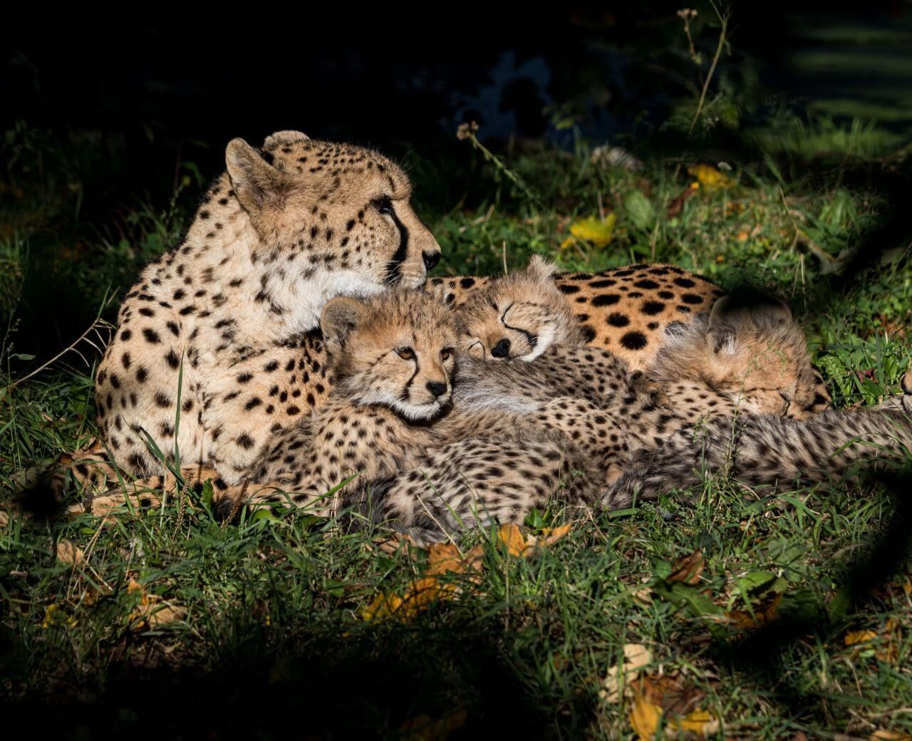Captive Breeding Programs | Saving Endangered Species