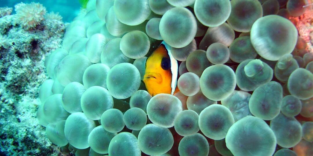 Clownfish | Life Within the Sea Anemone