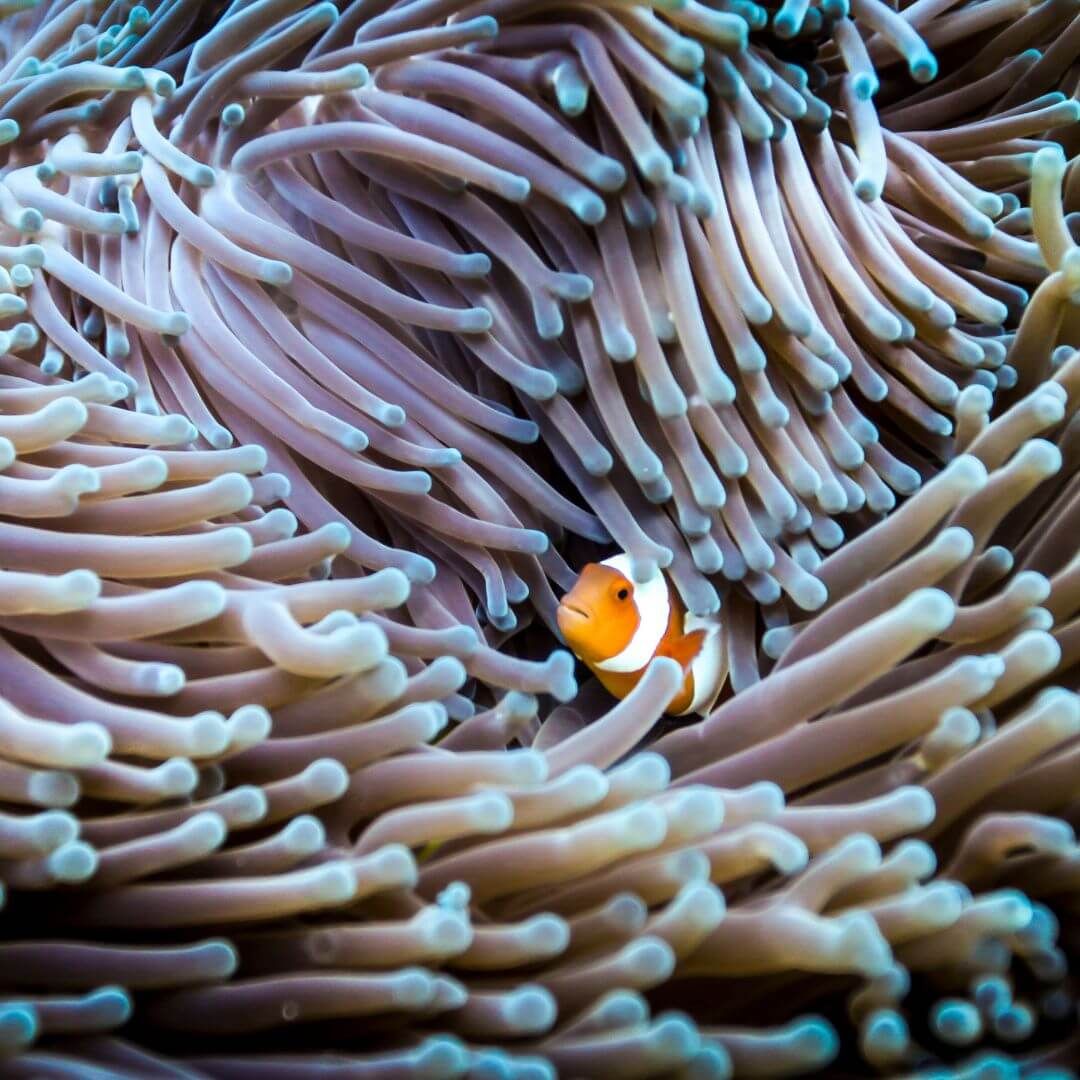 Clownfish | Life Within the Sea Anemone