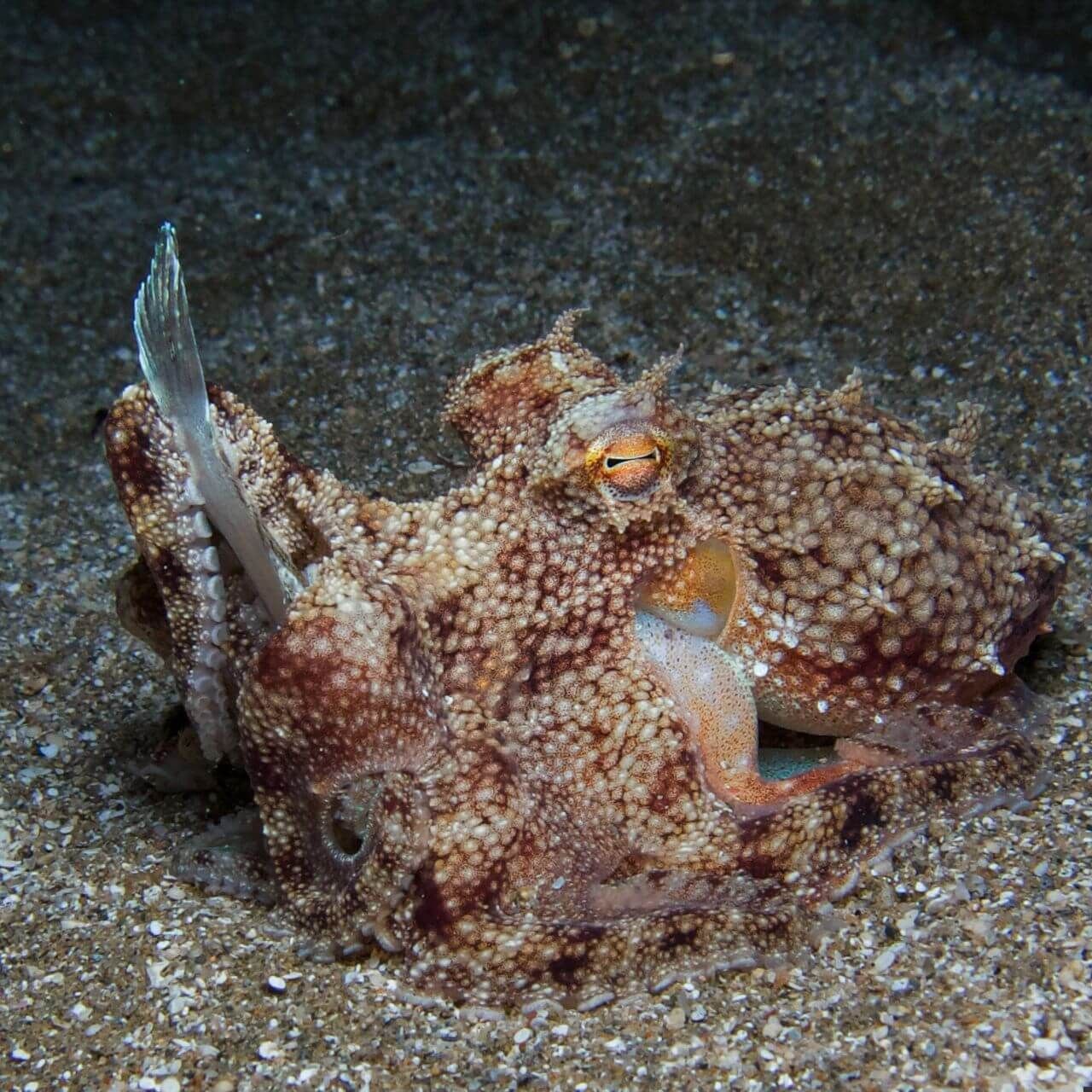 Cuttlefish