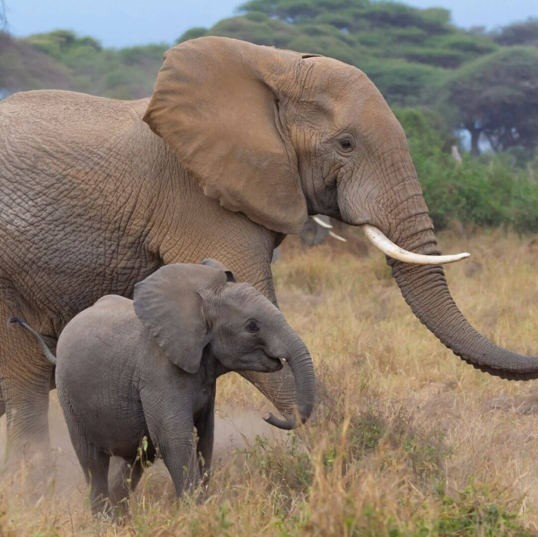 African Bush Elephant Facts