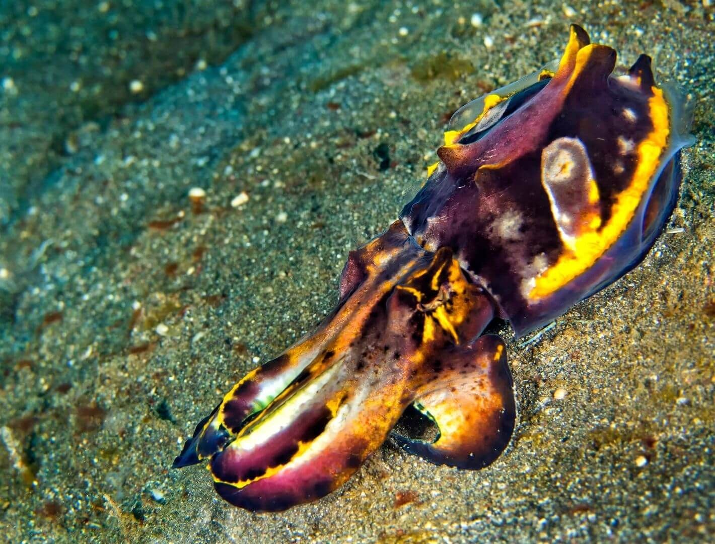 Cuttlefish
