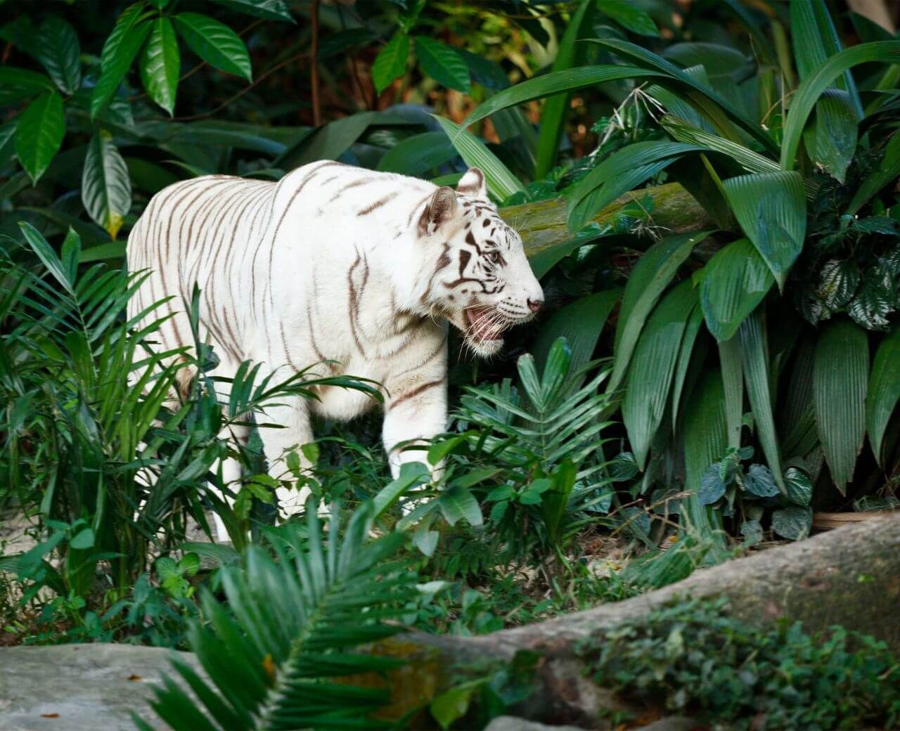 Color Mutations | Albino, Leucistic, and Melanistic Animals