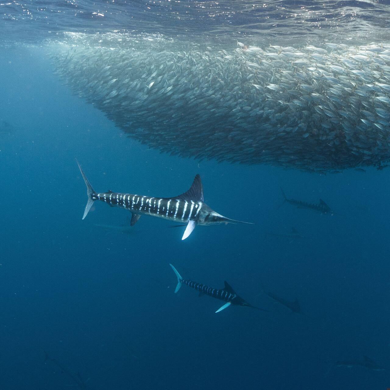 Marlins | The Fastest Fish in the World