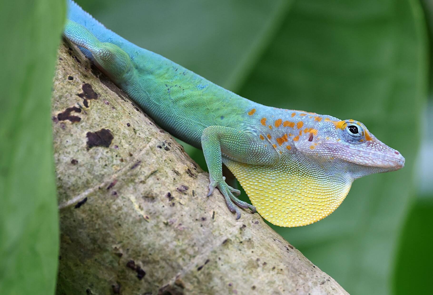 colorful anole with dewlap extended 