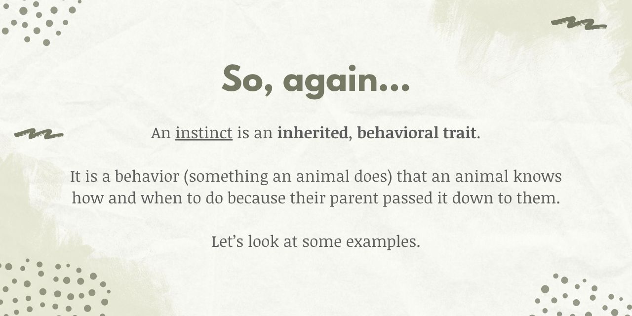 instincts are behavioral traits that are inherited by offspring