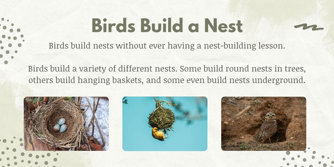 birds use their instincts to build a nest and raise their offspring 