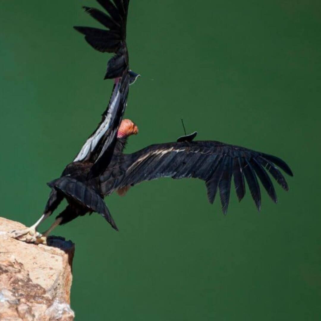 condor taking flight