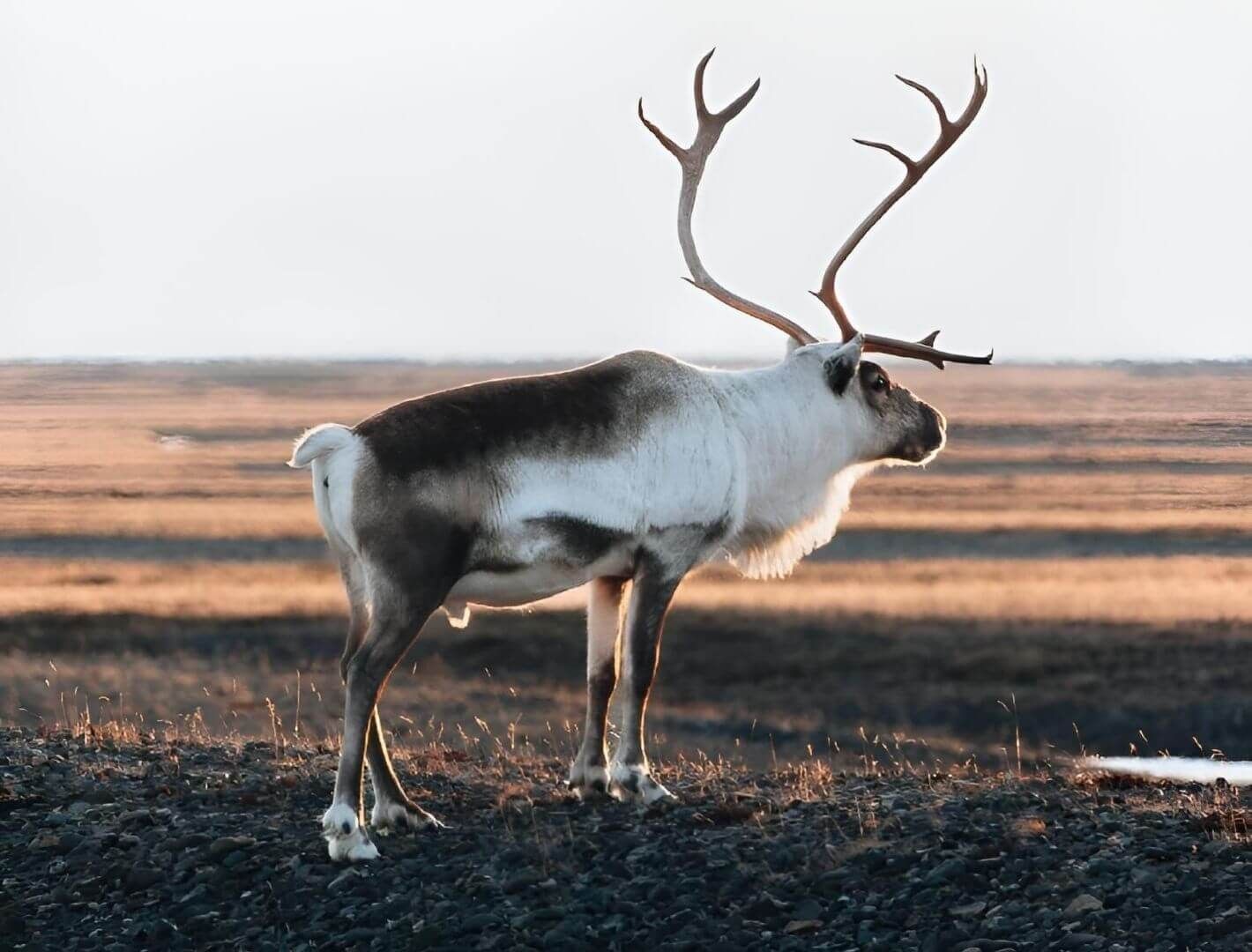 caribou on the open tundra