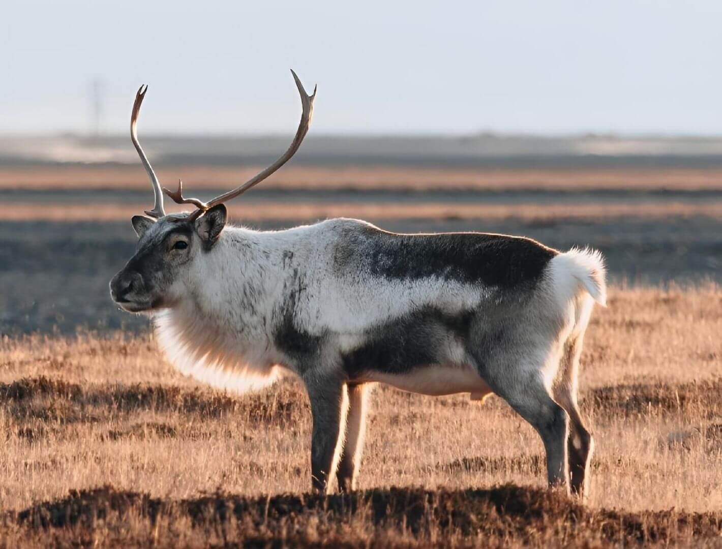 caribou in the summer
