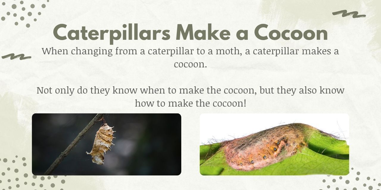moths use their instincts to build a cocoon during metamorphosis 