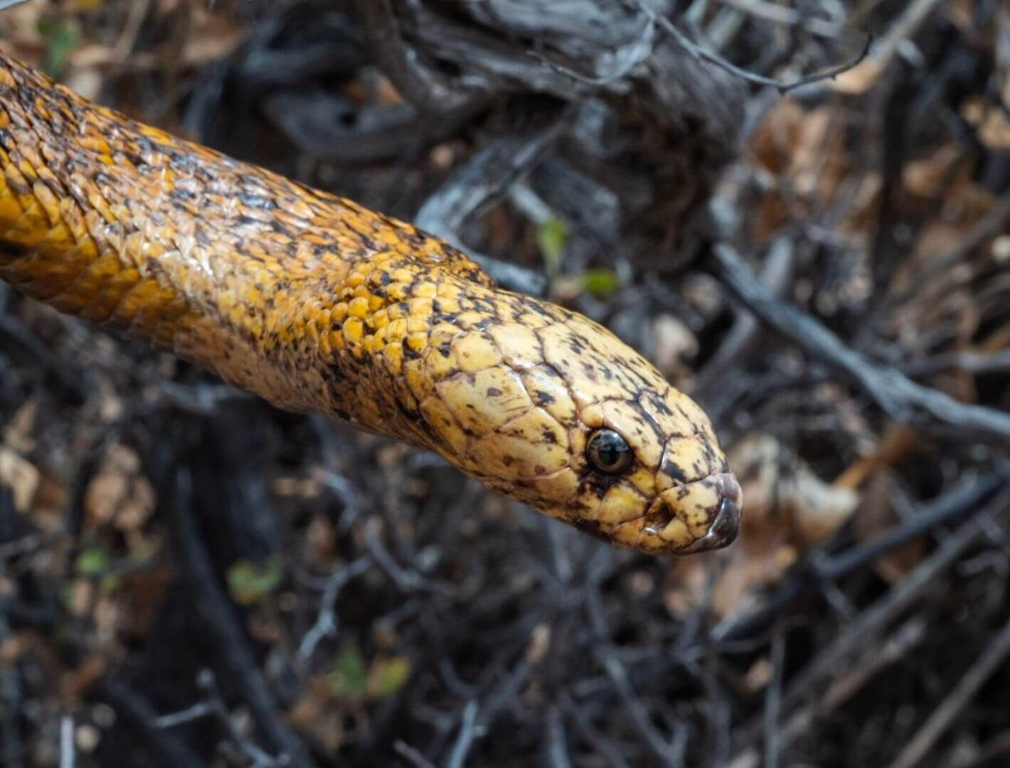 sea snake in a reef